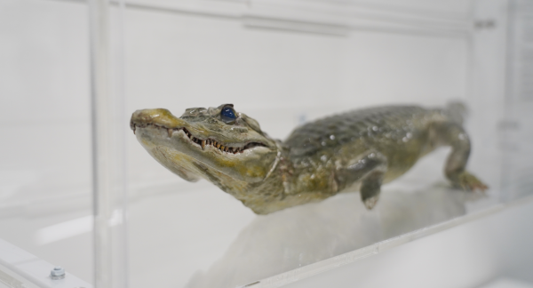 В музее СУНЦ НГУ подготовили новое место для экспоната с крокодилом